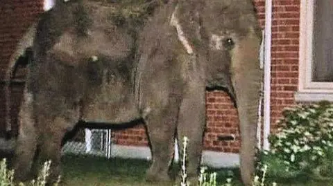 Słonie na wolności w Kanadzie