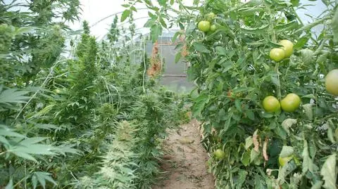 Bracia ukryli konopie wśród pomidorów