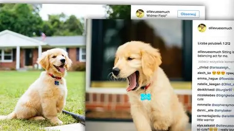 Retriever Ollie urodził się bez jednej łapki