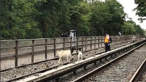 USA. Kozy wędrowały po torach metra