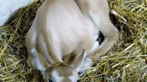Chorzów. Śląskie ZOO: narodziny antylopy