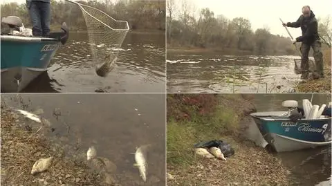 W Warcie w Poznaniu padło ponad 20 ton ryb (wideo z 29 października 2015 r.)