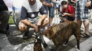 Są też misy dla psów