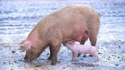 Białoruskie dziki zagrożeniem dla litewskich świń. KE chwali Litwę za reakcję