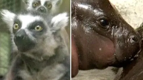 Baby boom w ZOO