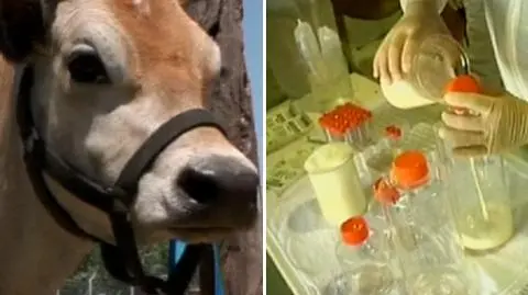 Sklonowane krowy produkują hormon wzrostu