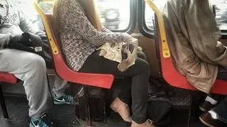 "Dama z miednicą" we wrocławskim tramwaju 