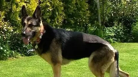 "Irasiad" wraca do zdrowia