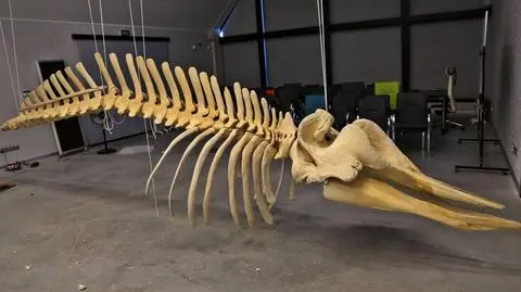 Hel: Szkielet wala w Stacji Morskiej