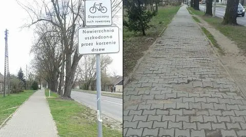 Drzewa rozsadzają chodnik, zamiast remontu powiesili tabliczkę
