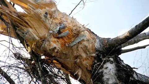 Prokuratura wojskowa chce nowych badań smoleńskiej brzozy