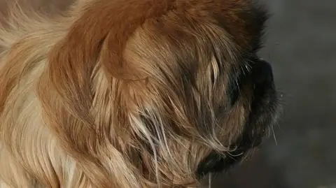 Mężczyzna bił pekińczyka twardym narzędziem, najprawdopodobniej młotkiem