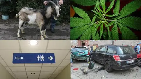 Świnia jako łapówka i atak człowieka-skarpety.
Policyjne podsumowanie roku