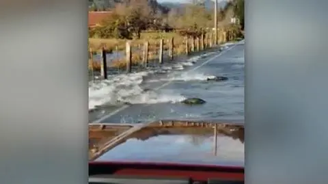Łososie płynące przez drogę. Najciekawsze wideo tygodnia w tvn24.pl