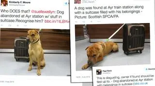 Psa znaleziono na stacji kolejowej