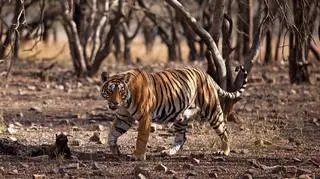 Tygrysica poluje w okolicach miasta Pandharkaoda w stanie Maharasztra (zdjęcie ilustracyjne: samica tygrysa w Parku Dzikiej Przyrody Ranthambore w Indiach)