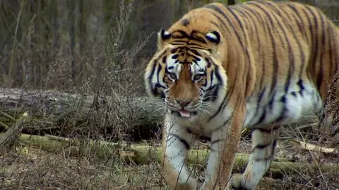 Dostał imię Tungus, bo miał być syberyjski. Tygrys okazał się mieszańcem