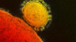 Koronawirus MERS-CoV