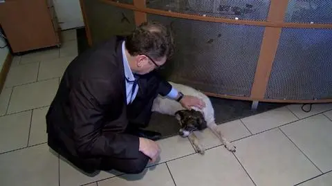 "Trochę miłości na jesień życia". Urzędnicy adoptują stare psy