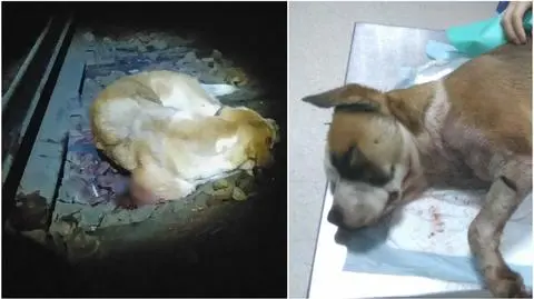 Przywiązał psa do torów, potrącił go pociąg. Szukają zwyrodnialca