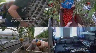Każdego roku do Holandii do pracy wyjeżdża nawet 150 tysięcy Polaków