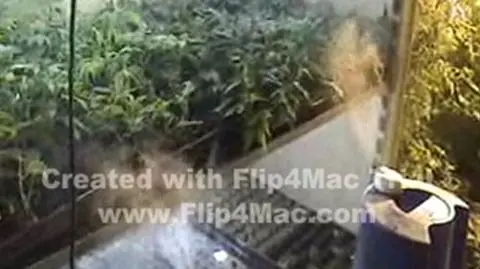 Marihuana z automatycznej hodowli