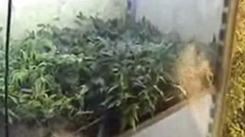 Marihuana z automatycznej hodowli