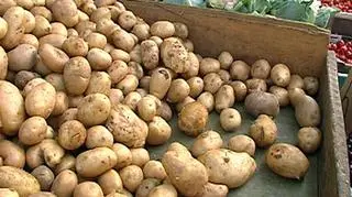 Ekolodzy nie chcą dopuszczenia "GMO-ziemniaka" do unijnego rynku