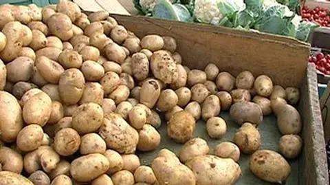 Rząd ostrożnie z GMO