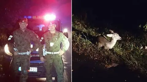 Żołnierze uratowali małą sarenkę