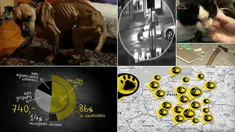 Reporterzy "Uwagi!" przygotowali mapę miejsc, w których zwierzęta cierpią najmocniej