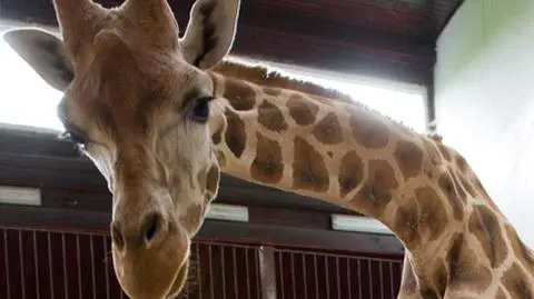Policja nie znalazła wandali, którzy włamali się do łódzkiego ZOO