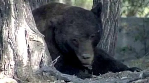 Miś był bardzo śpiący dziś...