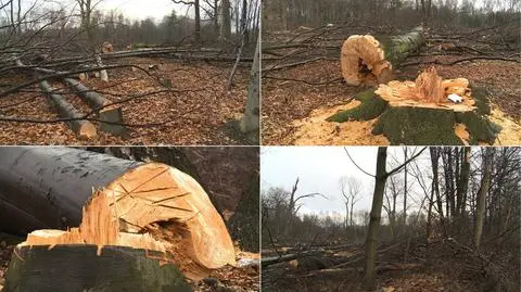 Nielegalna wycinka drzew w Katowicach - na terenie miejskim
