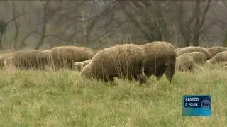 Właściciel znęcał się nad owcami i kozami
