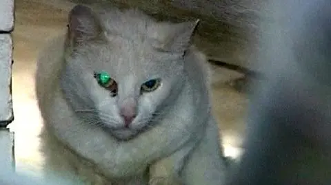 Armia kotów strzeże arcydzieł