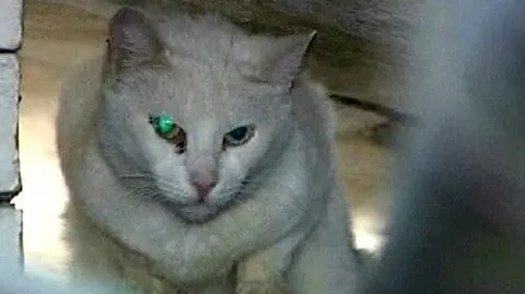 Armia kotów strzeże arcydzieł