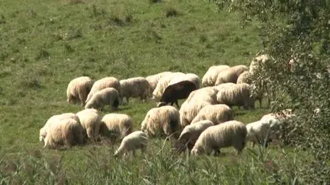 Myślenice. Duże zainteresowanie kursem na baców i juhasów.