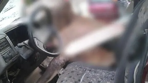 Jeleń zderzył się z samochodem. 