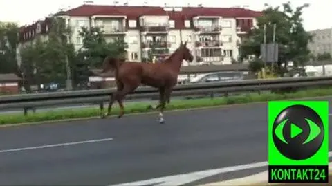 Koń uciekł ze Służewca. Biegał po osiedlu