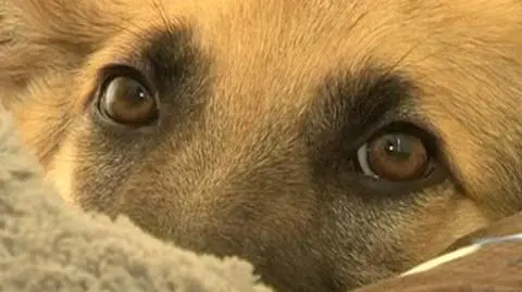 Dla kalekiego psa zbudowali wózek inwalidzki