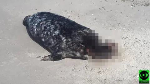 Kolejna młoda foka z roztrzaskaną głową. Będzie więcej Błękitnych Patroli na plażach