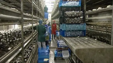 Filipinki w polskim obozie pracy