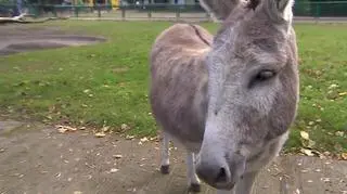 Antosia najprawdopodobniej jest w ciąży