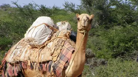 Cena za głowę Obamy - 10 wielbłądów