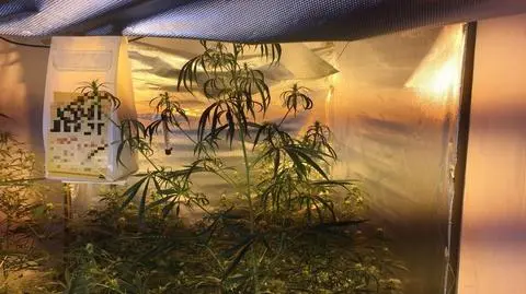 Dolny Śląsk: zlikwidowali nielegalną plantację konopi