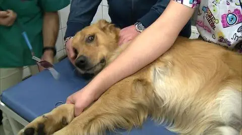 Yessar oddał krew dla innych psów