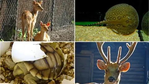 "Ja się już wyklułem". Przedszkolaki spod znaku lwa we wrocławskim zoo