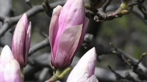 Kwitnące magnolie