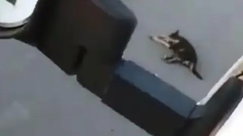 Van driver deliberately ran over the dog a number of times. He was detained and charged